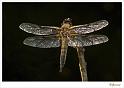 Libelle ..._20090524_008